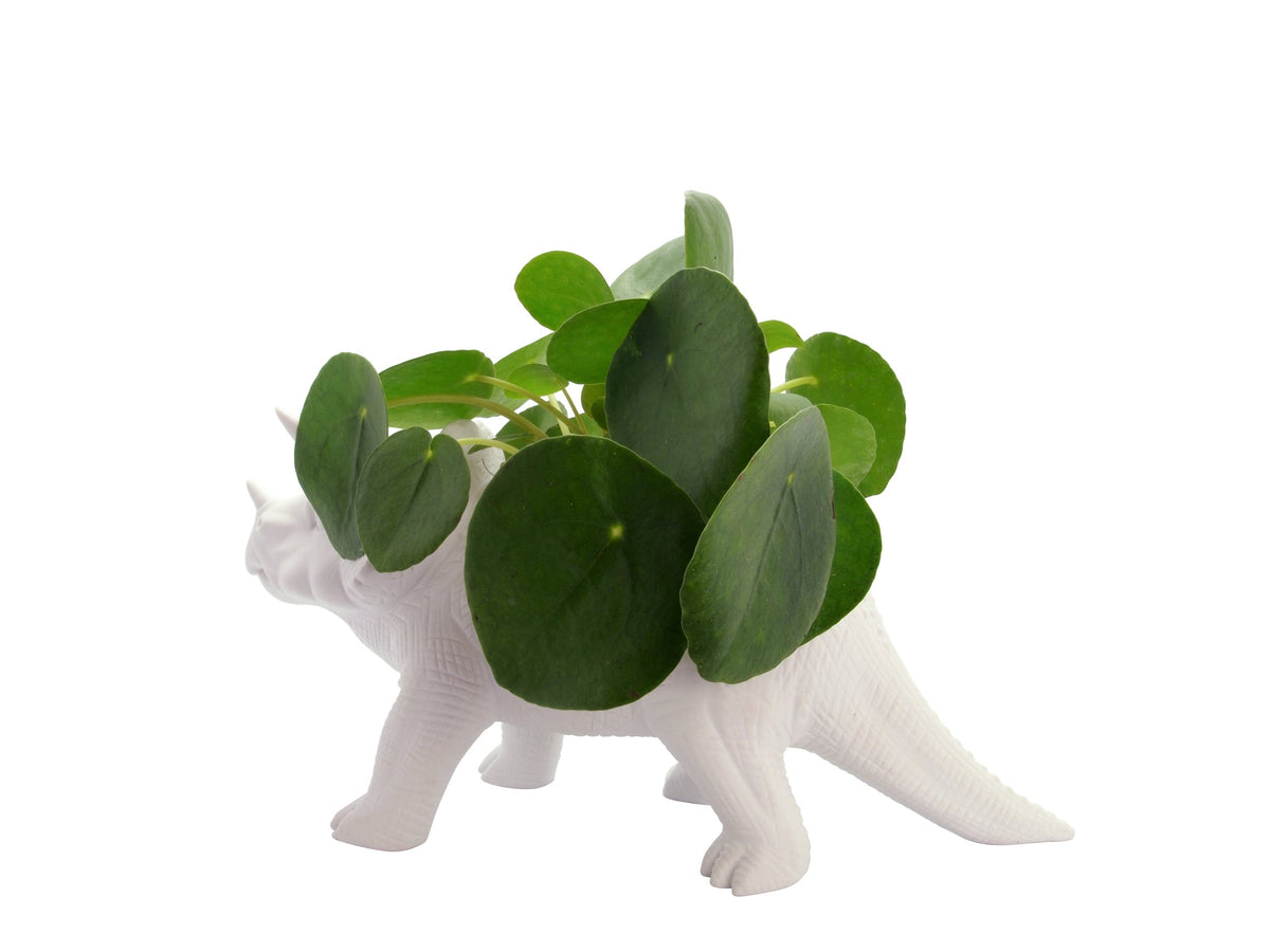 Pot de Fleur Dinosaure Tricérapot
