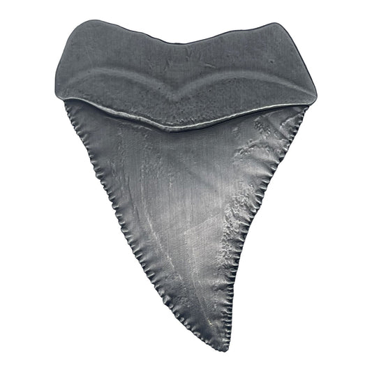 Médaillon collector Les Dents de la Mer - 50th Anniversary Shark Tooth