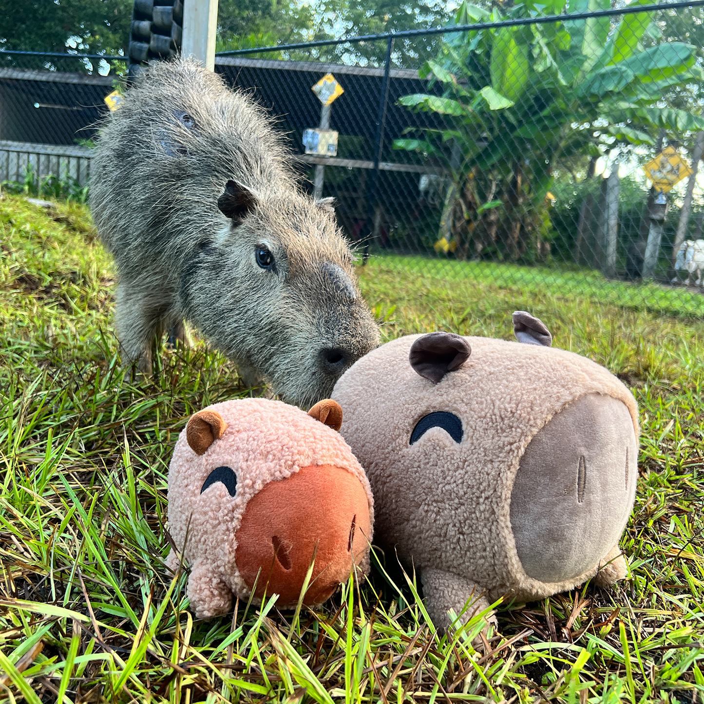 Wasserschwein-Stickie (15 cm)
